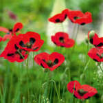 NOVEMBER 2023 NEWSLETTER